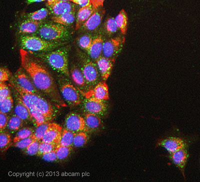 Immunocytochemistry/ Immunofluorescence - Anti-USP13 antibody [EPR4348] (AB109264), expandable thumbnail
