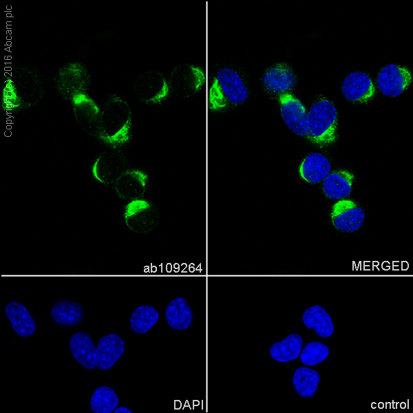 Immunocytochemistry/ Immunofluorescence - Anti-USP13 antibody [EPR4348] (AB109264), expandable thumbnail