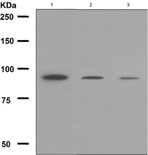 Western blot - Anti-USP13 antibody [EPR4348] (AB109264), expandable thumbnail