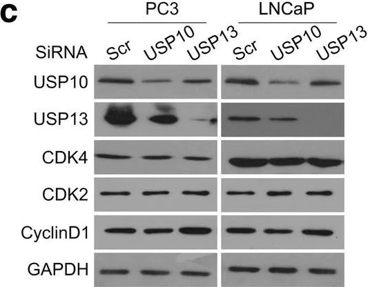 Western blot - Anti-USP13 antibody [EPR4348] (AB109264)