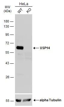Western blot - Anti-USP14/TGT antibody (AB137432)