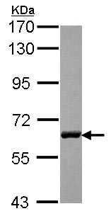 Western blot - Anti-USP14/TGT antibody (AB137433), expandable thumbnail