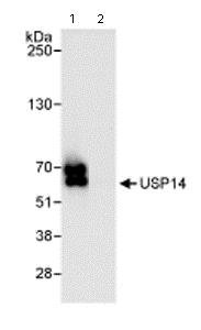 Immunoprecipitation - Anti-USP14/TGT antibody (AB71165), expandable thumbnail