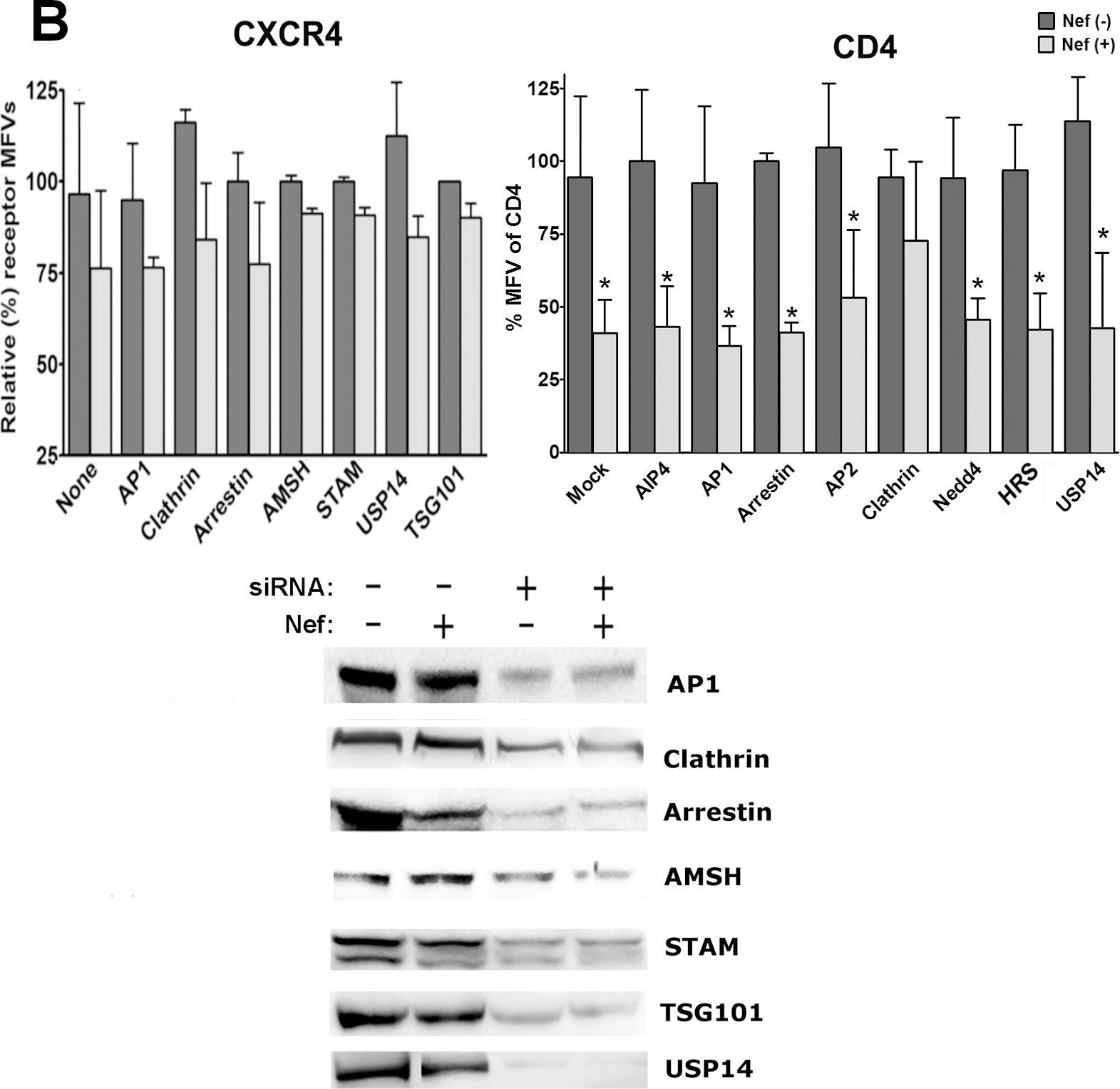 Western blot - Anti-USP14/TGT antibody (AB71165), expandable thumbnail