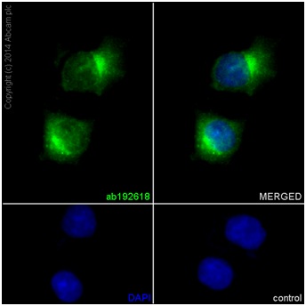 Immunocytochemistry/ Immunofluorescence - Anti-USP14/TGT antibody [EPR15943] - BSA and Azide free (AB251149), expandable thumbnail