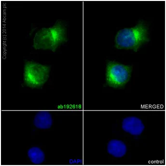 Immunocytochemistry/ Immunofluorescence - Anti-USP14/TGT antibody [EPR15943] - BSA and Azide free (AB251149)