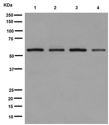 Western blot - Anti-USP14/TGT antibody [EPR15943] - BSA and Azide free (AB251149), expandable thumbnail