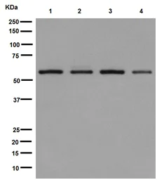 Western blot - Anti-USP14/TGT antibody [EPR15943] - BSA and Azide free (AB251149)
