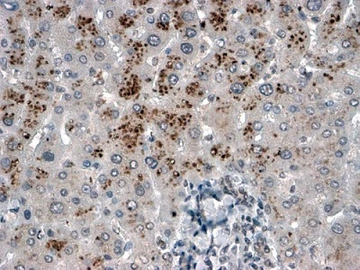 Immunohistochemistry (Formalin/PFA-fixed paraffin-embedded sections) - Anti-USP15 antibody (AB4850)