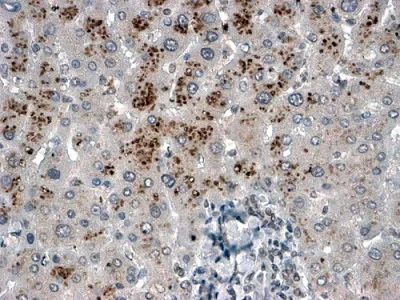 Immunohistochemistry (Formalin/PFA-fixed paraffin-embedded sections) - Anti-USP15 antibody (AB4850)