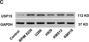Western blot - Anti-USP15 antibody (AB71713)