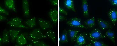 Immunocytochemistry/ Immunofluorescence - Anti-USP15 antibody (AB97533)