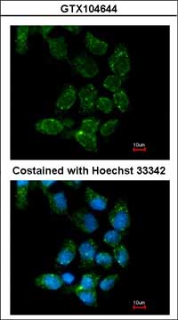 Immunocytochemistry/ Immunofluorescence - Anti-USP15 antibody (AB97533), expandable thumbnail