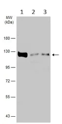 Western blot - Anti-USP15 antibody (AB97533)