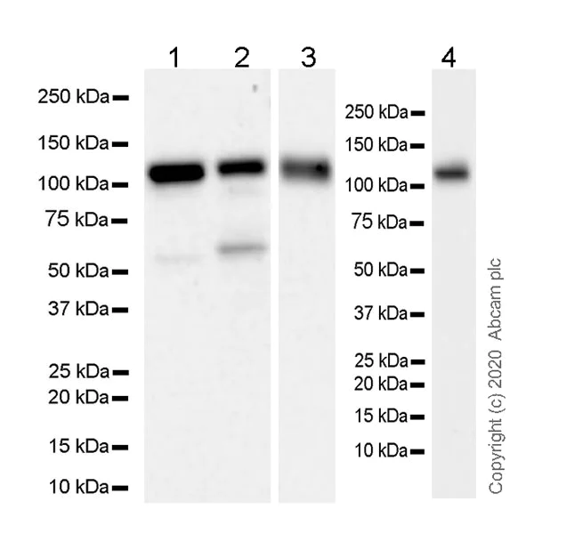Western blot - Anti-USP16 antibody [EPR20914-47] - BSA and Azide free (AB269961)