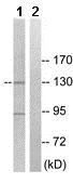 Western blot - Anti-USP19 antibody (AB167059)