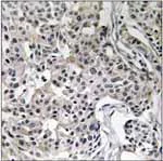 Immunohistochemistry (Formalin/PFA-fixed paraffin-embedded sections) - Anti-USP19 antibody (AB93159)