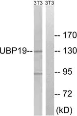 Western blot - Anti-USP19 antibody (AB93159)