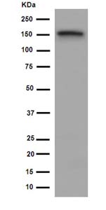 Western blot - Anti-USP19 antibody [EPR14816] (AB189518)