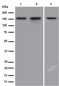 Western blot - Anti-USP19 antibody [EPR14816] - BSA and Azide free (AB250993)