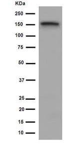 Western blot - Anti-USP19 antibody [EPR14816] - BSA and Azide free (AB250993)