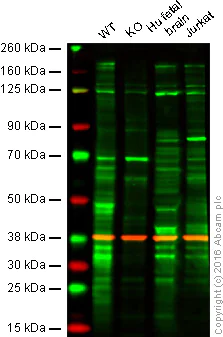 Western blot - Anti-USP19 antibody [EPR14816] - BSA and Azide free (AB250993)