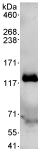 Immunoprecipitation - Anti-USP20 antibody (AB72225)