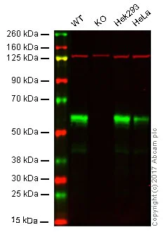 Western blot - Anti-USP22 antibody [EPR18945] - BSA and Azide free (AB238948)