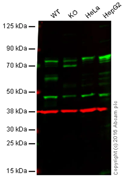 Western blot - Anti-USP22 antibody [EPR4352(2)] - BSA and Azide free (AB223341)