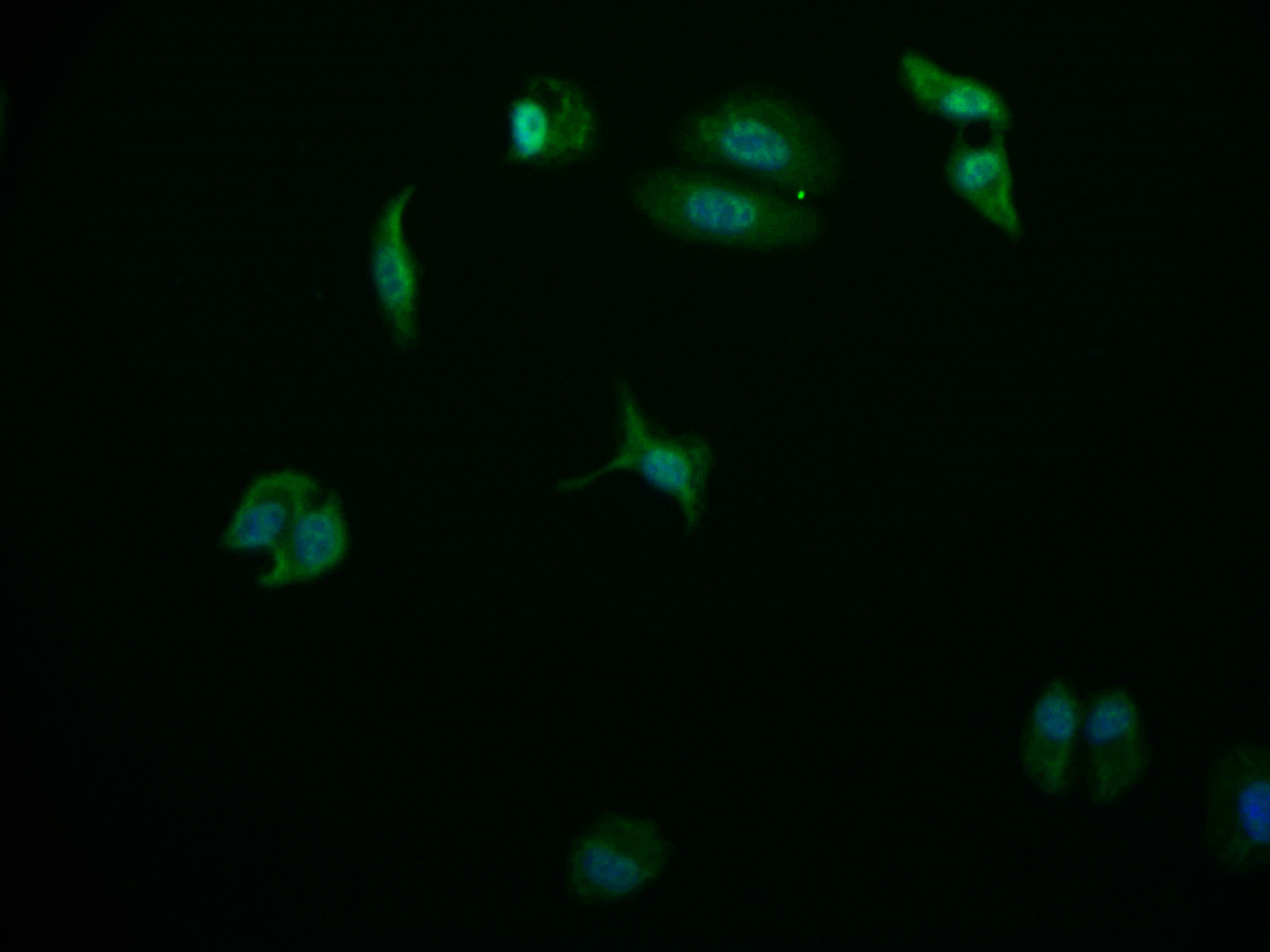 Immunocytochemistry/ Immunofluorescence - Anti-USP24 antibody [11E3] (AB314024), expandable thumbnail