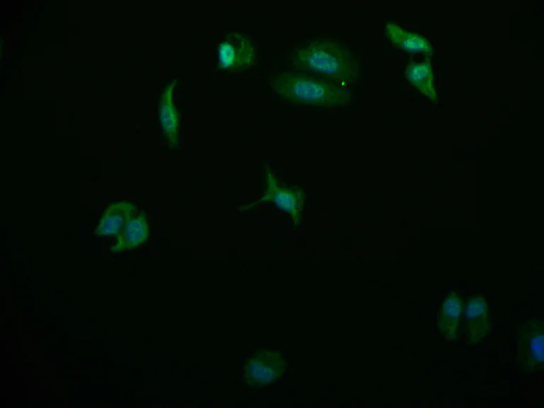 Immunocytochemistry/ Immunofluorescence - Anti-USP24 antibody [11E3] (AB314024)