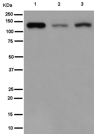 Western blot - Anti-USP25 antibody [EPR15019] - BSA and Azide free (AB250916)