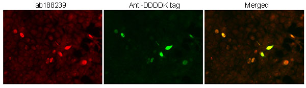 Immunocytochemistry/ Immunofluorescence - Anti-USP26 antibody (AB188239)
