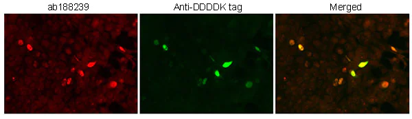 Immunocytochemistry/ Immunofluorescence - Anti-USP26 antibody (AB188239)