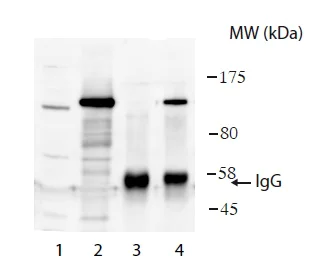 Western blot - Anti-USP26 antibody (AB188239)