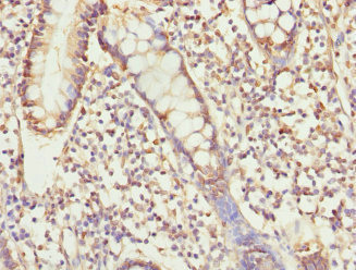 Immunohistochemistry (Formalin/PFA-fixed paraffin-embedded sections) - Anti-USP26 antibody (AB230226)