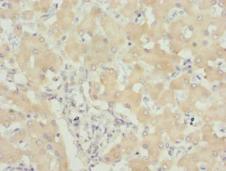 Immunohistochemistry (Formalin/PFA-fixed paraffin-embedded sections) - Anti-USP26 antibody (AB230226)
