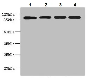 Western blot - Anti-USP26 antibody (AB230226)