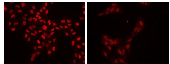 Immunocytochemistry/ Immunofluorescence - Anti-USP28 antibody (AB188240), expandable thumbnail