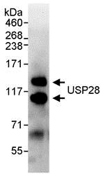 Immunoprecipitation - Anti-USP28 antibody (AB70893), expandable thumbnail