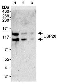 Western blot - Anti-USP28 antibody (AB70893), expandable thumbnail