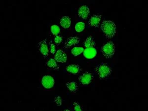 Immunocytochemistry/ Immunofluorescence - Anti-USP28 antibody [EPR4249(2)] (AB126604)
