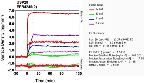 OI-RD Scanning - Anti-USP28 antibody [EPR4249(2)] (AB126604)