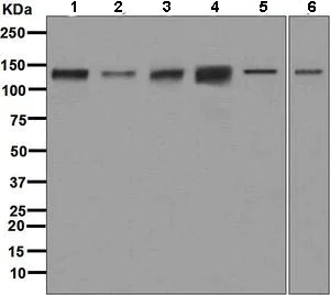 Western blot - Anti-USP28 antibody [EPR4249(2)] (AB126604)