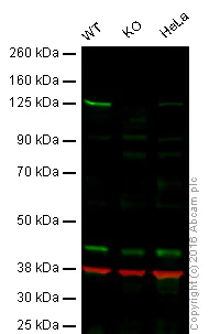 Western blot - Anti-USP28 antibody [EPR4250(2)] (AB110744)
