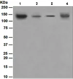 Western blot - Anti-USP28 antibody [EPR4250(2)] - BSA and Azide free (AB247937)
