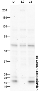 Western blot - Anti-USP3 antibody (AB101473)