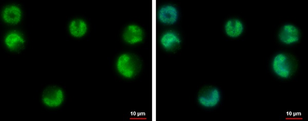 Immunocytochemistry/ Immunofluorescence - Anti-USP3 antibody (AB229348), expandable thumbnail