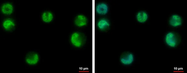 Immunocytochemistry/ Immunofluorescence - Anti-USP3 antibody (AB229348)