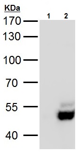 Western blot - Anti-USP3 antibody (AB229348), expandable thumbnail